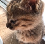 ねこのみいこ