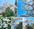 うちの桜が満開になりました(*´ｰ`*)