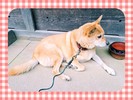 昨日の疲れがイマイチとれてませんが。。動物が大好き！です。