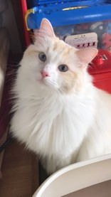 マリンは王子様