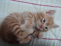 はむころ☆