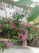 このお花の名前写真再度あげます