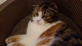 ♪TOMY♪