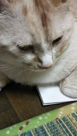 ヒビスク