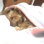 マキシー･☆ﾟ:*:ﾟ