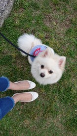 しろい犬
