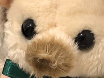 ちゃこのせかいかん
