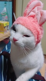 ★タルト★