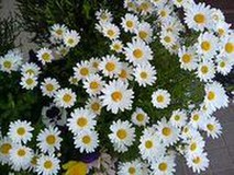 お花菜ばたけ♪さんプロフィール画像