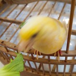 キョエ≫≫≫