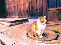 ◎maru.