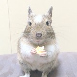 あやせえさんプロフィール画像