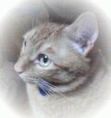 にゃんにゃん。