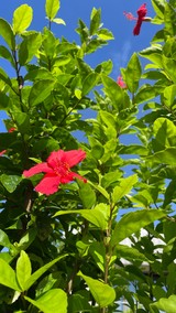 はろはろマハロさんプロフィール画像