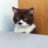 もこまる･☆ﾟ:*:ﾟさんプロフィール画像