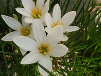 佐倉桜