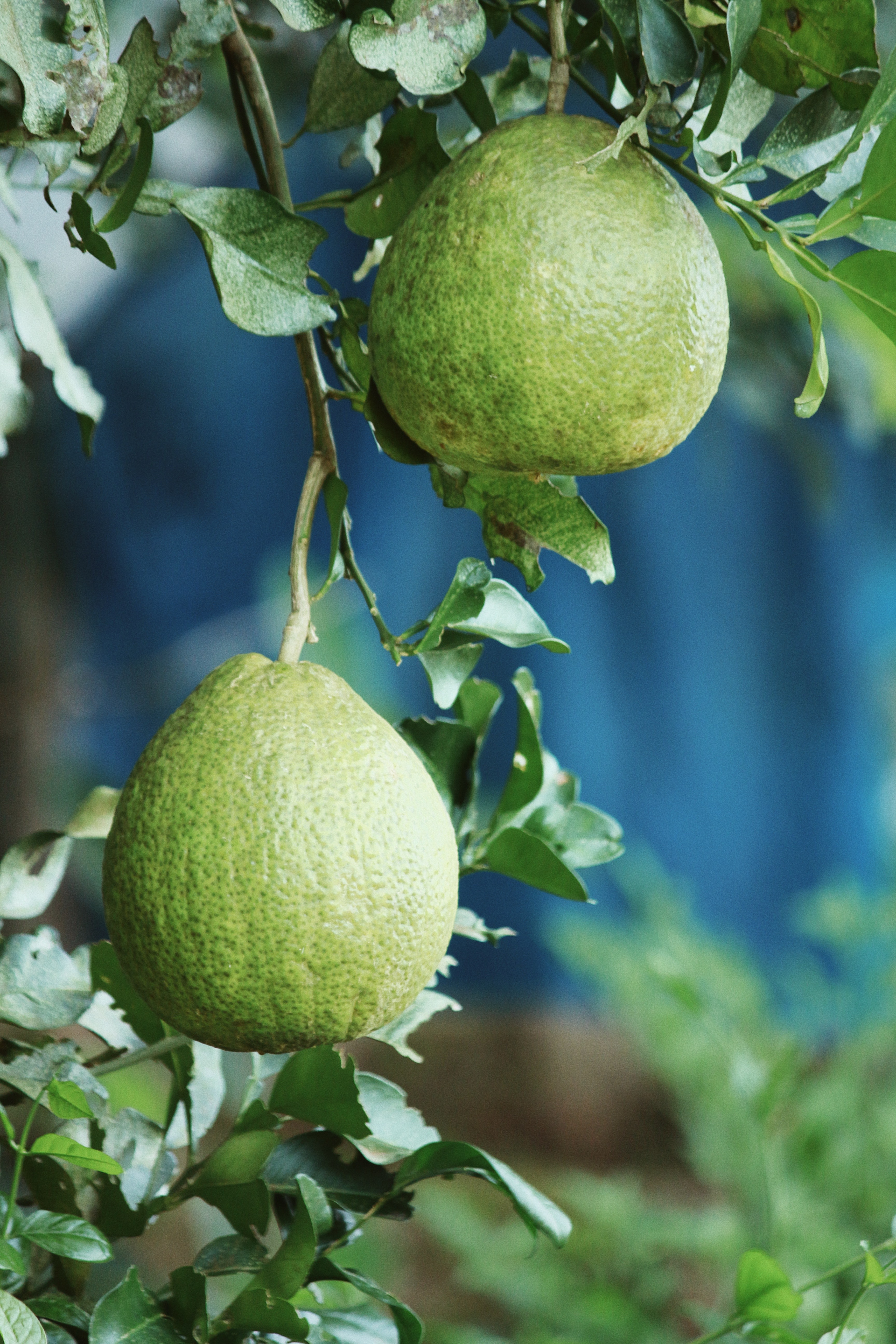 定価1.8万アトリエコロン POMELO PARADISポメロパラデ100ml 最初の