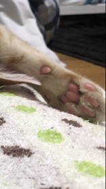 ラテルイ