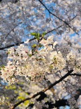 CLeeさんプロフィール画像