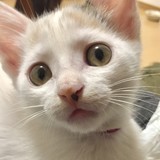 ぷくふくぷくさんプロフィール画像