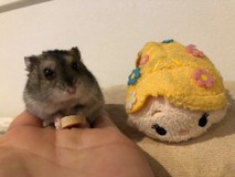 もこちゃん☆♪さんプロフィール画像