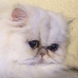 ねこのだいふく