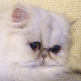 ねこのだいふくさんプロフィール画像