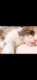 Lenacone