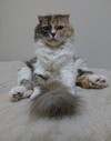 飼い猫の誕生日です。祝ってください！
