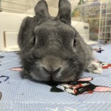 ごまむぎ(・x・)