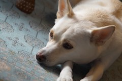 敏感肌のさきさんプロフィール画像