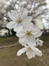 tomopamさんプロフィール画像