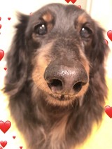 ちょこベアさんプロフィール画像