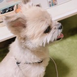 ぴでな