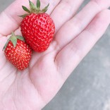 ●さしゃ●