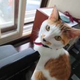 あいりーにゃ(ФωФ)さんプロフィール画像