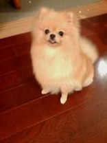 ☆やまにゃー☆