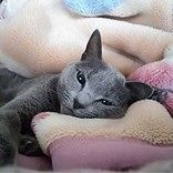 るなぽこ