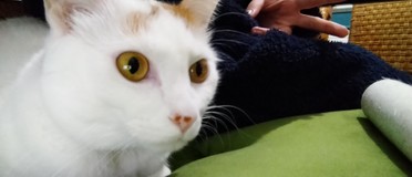 にゃ(ΦωΦ)さんプロフィール画像