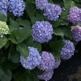 あさささひさんプロフィール画像