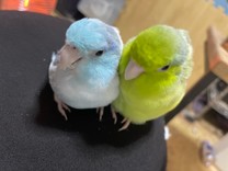 るるりあん