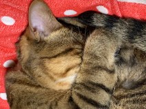 愛サンサン♪さんプロフィール画像