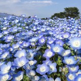 柿のタネさんプロフィール画像
