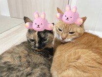 *まろここ*