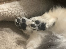 ぽこち♪さんプロフィール画像