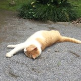 たゃ.さんプロフィール画像