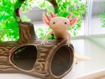 プチミさん