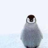 ペンギンドームさんプロフィール画像