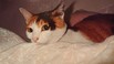 【質問】【美容外】好きな動物はいますか？