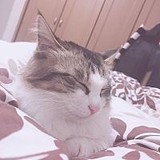 ねるねるねるねね。さんプロフィール画像